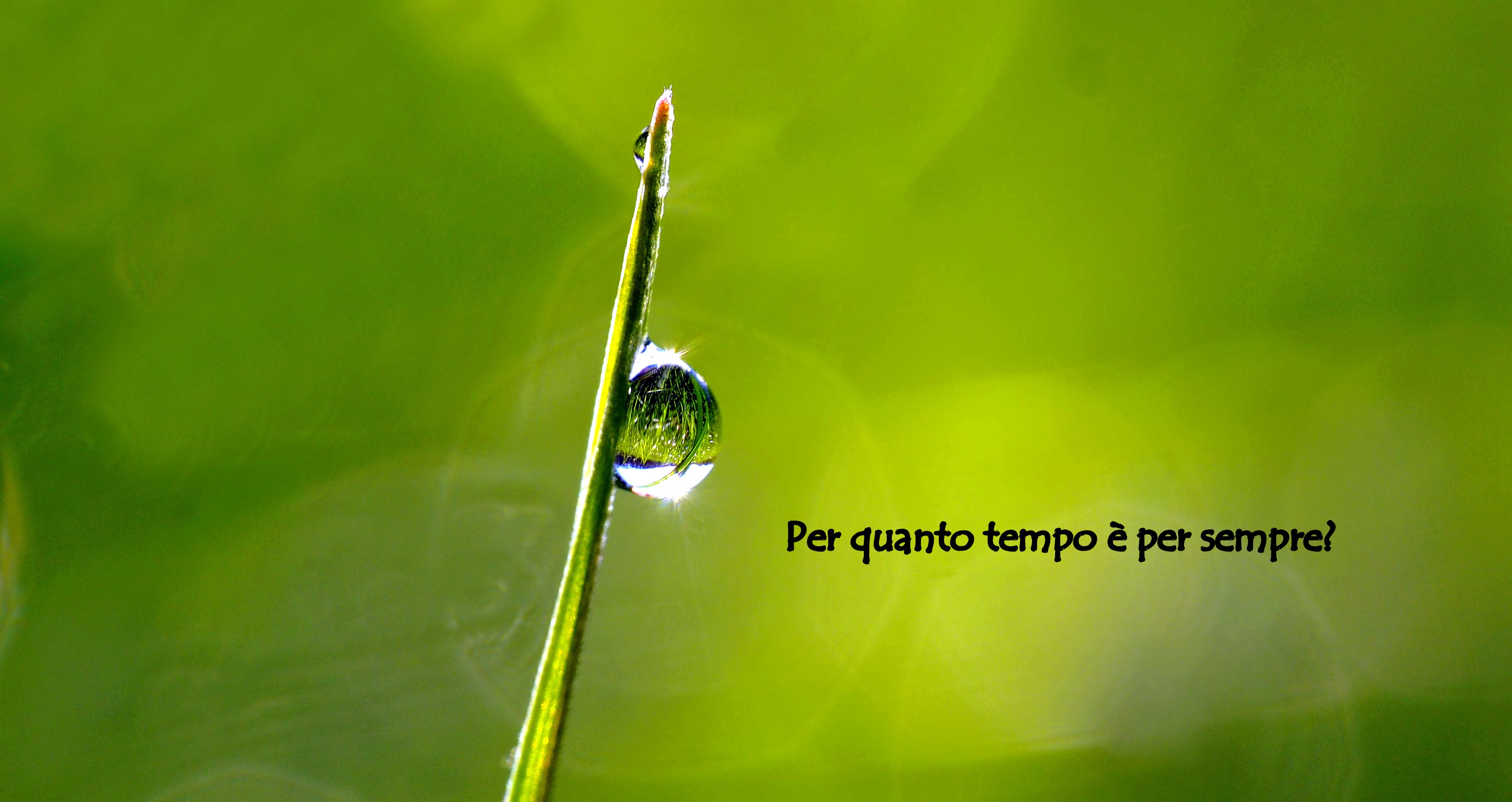 dewdrop-morning-sun-mirror-blade-of-grass-106150 (1)