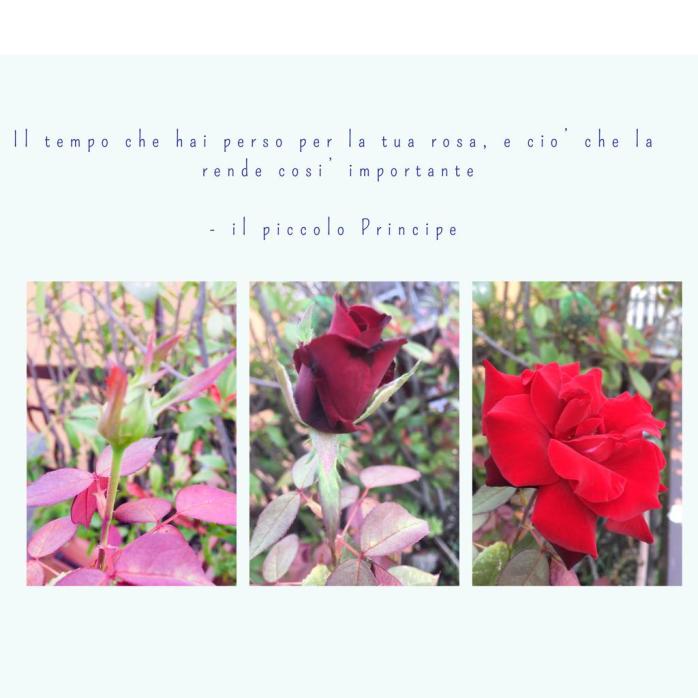 WhatsApp Image 2019-08-31 at 14.24.14.jpeg