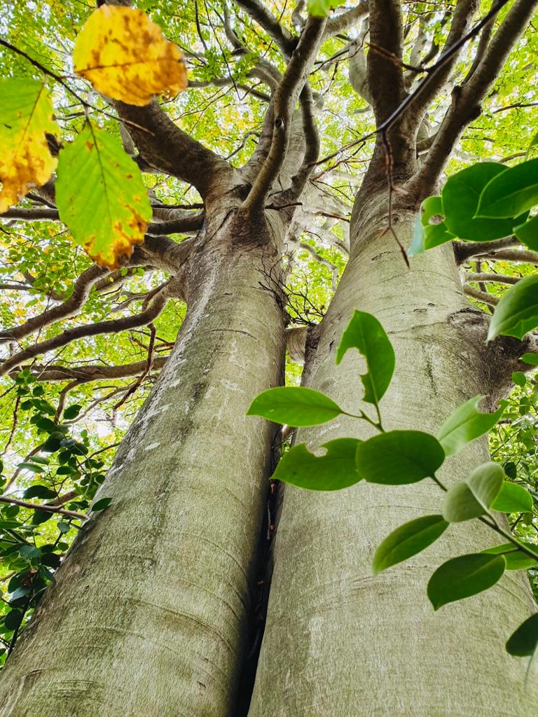 WhatsApp Image 2019-11-17 at 12.17.32.jpeg