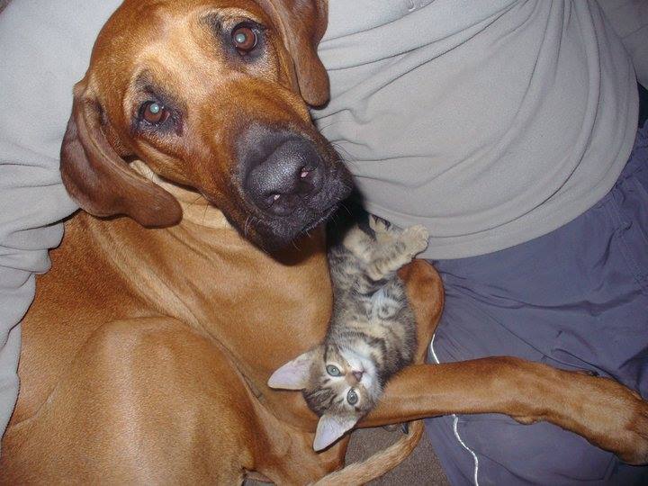 29176915_1664733133564709_535441643353395016_n