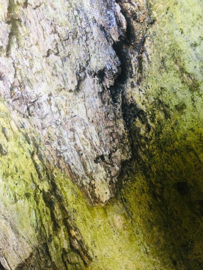 WhatsApp Image 2020-05-03 at 13.22.01